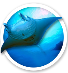 Manta rays.png