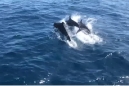  เกาะเต่า ฮือฮาพบฝูงวาฬเพชฌฆาตดำ 30 ตัว