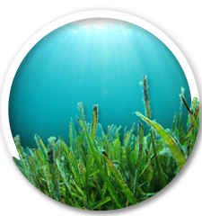 Sea grass