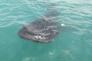 พบฉลามวาฬใหญ่ พาลูกอ่อนว่ายน้ำหน้าหมู่เกาะอ่างทอง 
